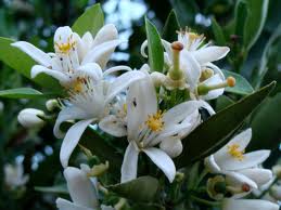 Flor de Laranjeira Lingerie - Foto 1