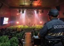 maconha